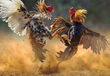 Đá gà Lucky88 – Hình thức giải trí được săn đón số 1 2023 Mẹo chơi đá gà C54 hiệu quả